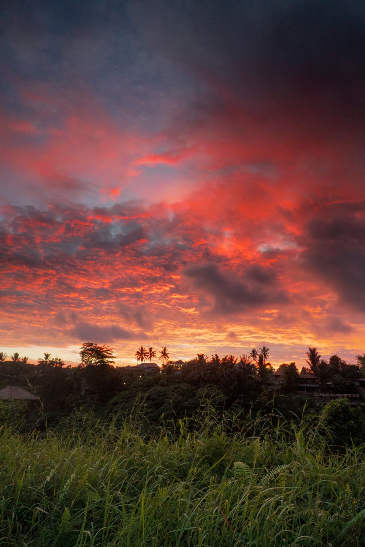 Fiery sunset sky over Bali palm trees