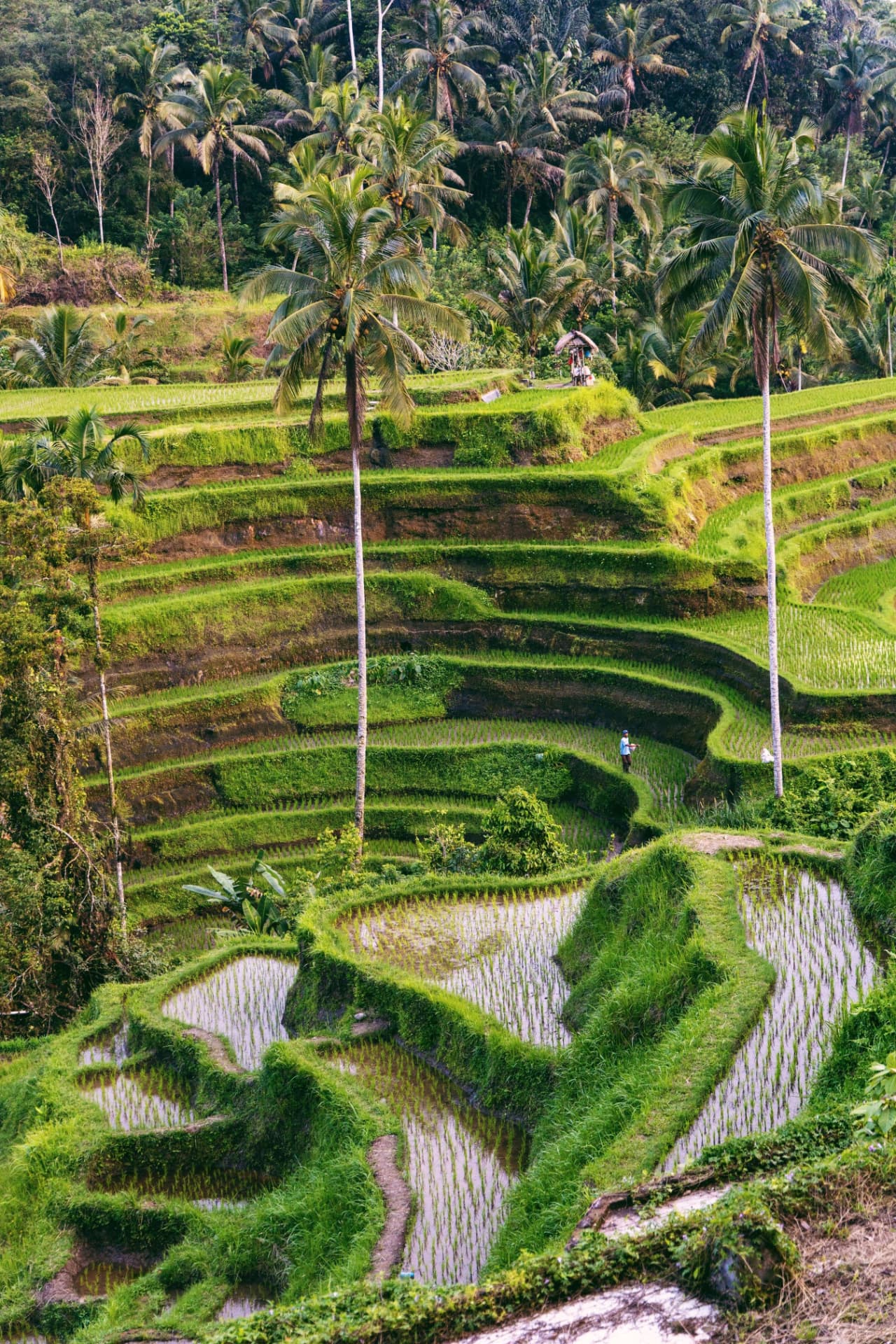 Explore in Bali